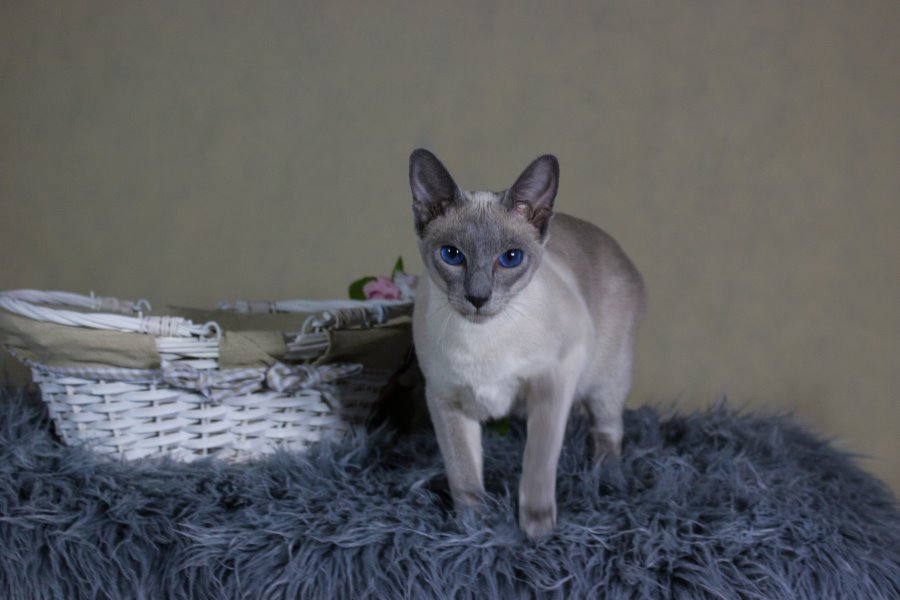 Siamese female blue-point Susi