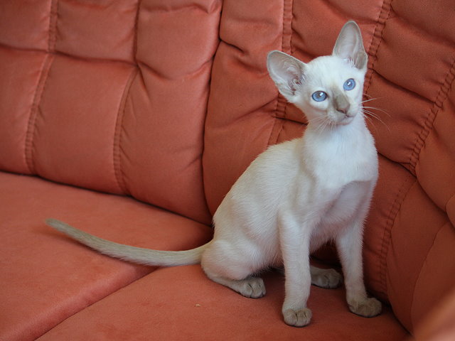 Siamese fawn-point, SIAp